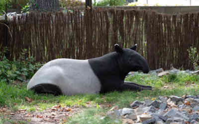 📷 Malayan Tapir