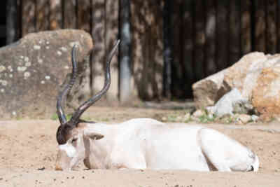 📷 Addax Nasomaculatus