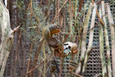 📷 Squirrel Monkey