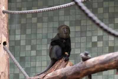 📷 Hamlyn's Monkey