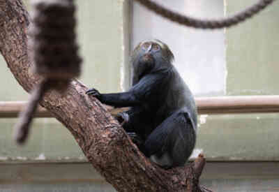 📷 Hamlyn's Monkey