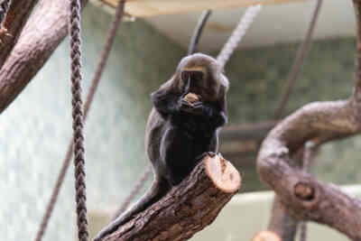 📷 Hamlyn's Monkey