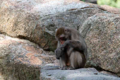 📷 Japanese Macaque