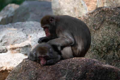 📷 Japanese Macaque