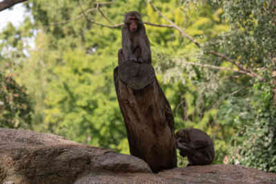 📷 Japanese Macaque