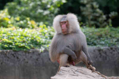 📷 Hamadryas Baboon