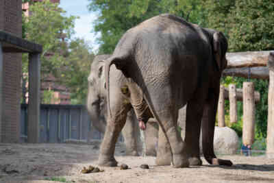📷 Elephant toilet break