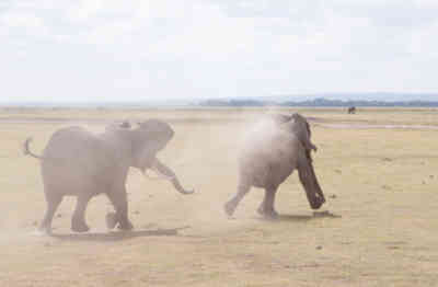 📷 Elephants having fun