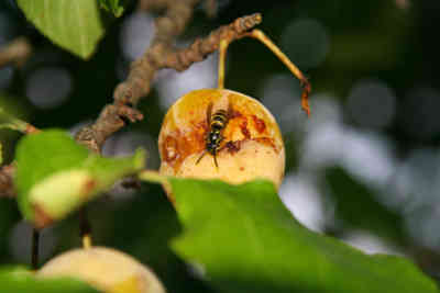 📷 Wasp eating a plum