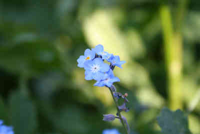 📷 Blue Flower