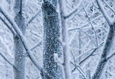 📷 Snowy tree