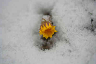 📷 Flower sticking up in the snow