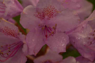 📷 Wet flowers