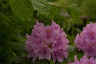 📷 Wet flowers