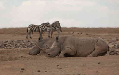 📷 Rhinos and Zebras