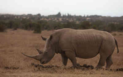 📷 Rhino