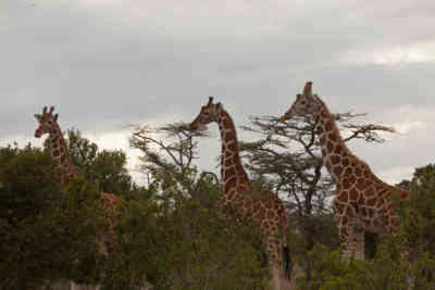 📷 Hungry Giraffes