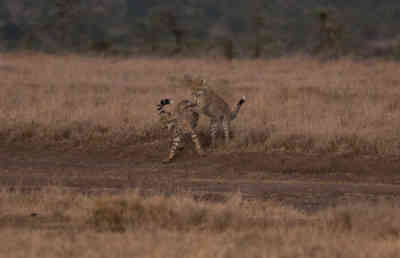 📷 Cheetah