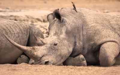 🎞️ Rhinos in the rain in Kenya