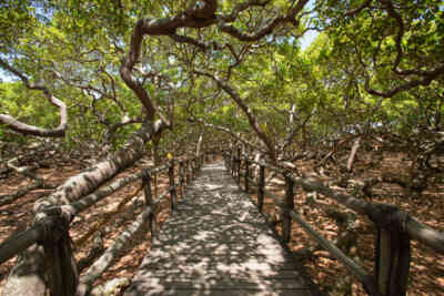 📷 the worlds largest cashew tree