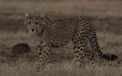 📷 Cheetah Cub