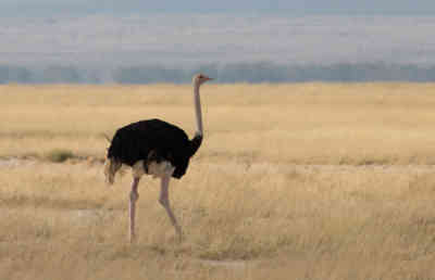 📷 Ostrich