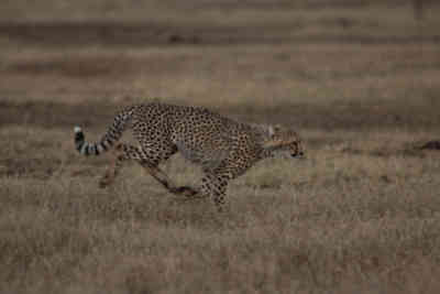 📷 Running Cheetah