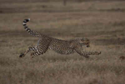 📷 Running Cheetah