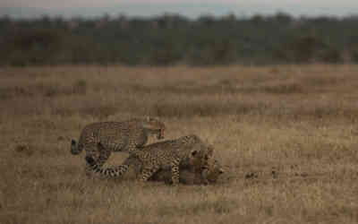 📷 Cheetah Cubs Playing