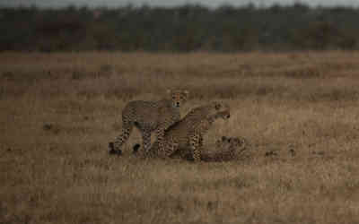 📷 Cheetah Cubs Playing