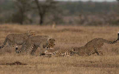 📷 Cheetah Cubs Playing