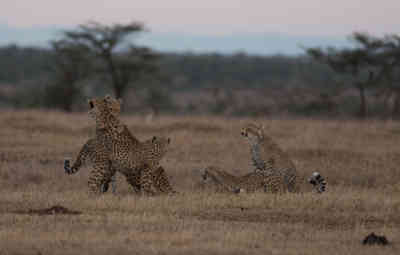 📷 Cheetah Cubs Playing