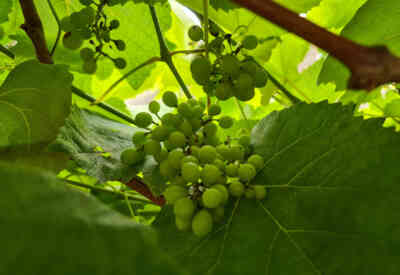 📷 grapes