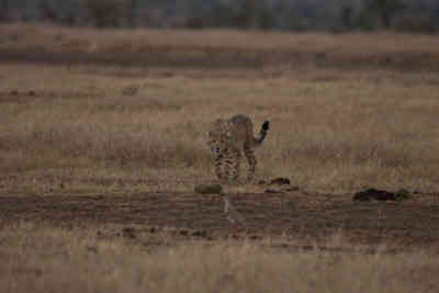 📷 Cheetah