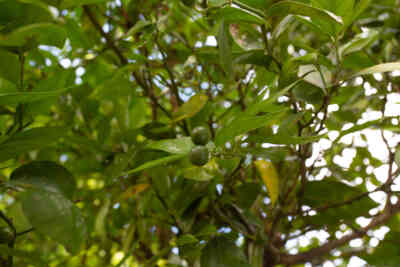 📷 Lime tree