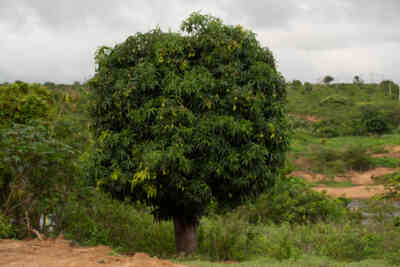 📷 Mango tree
