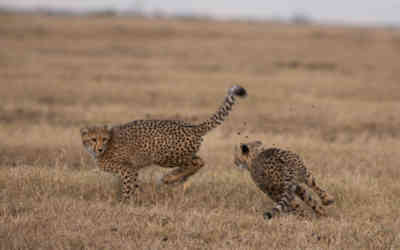 📷 Cheetah Cubs Playing