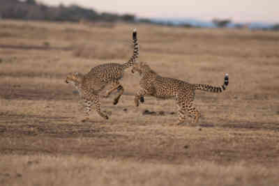 📷 Cheetah Cubs Playing