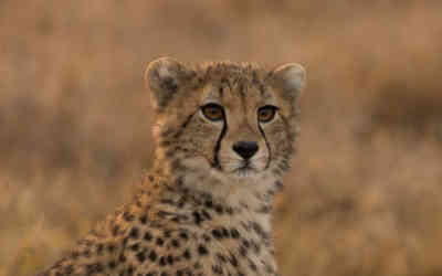 📷 Cheetah cub