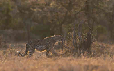 📷 Cheetah Cub