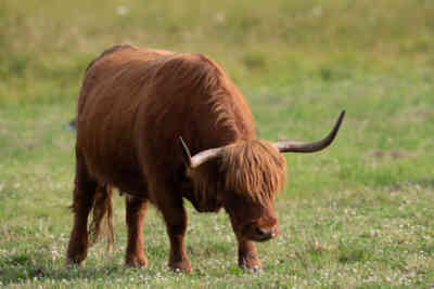 📷 highland cattle