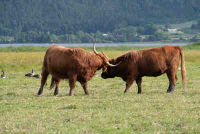 📷 highland cattle