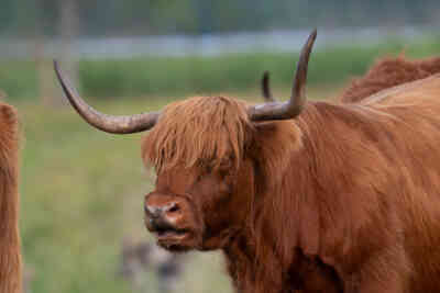 📷 highland cattle