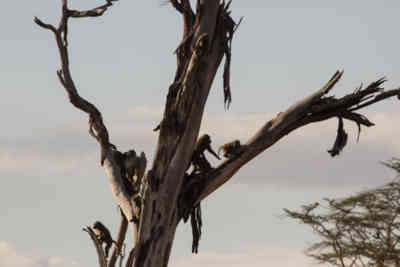 📷 Monkeys playing around in a tree