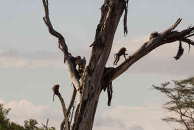 📷 Monkeys playing around in a tree