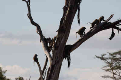 📷 Monkeys playing around in a tree