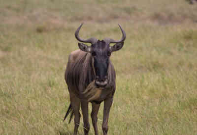 📷 Wildebeest