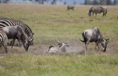 📷 Wildebeests and Zebras