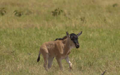 📷 Wildebeest