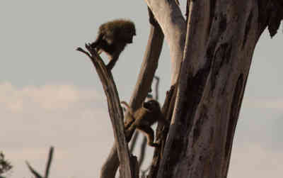 📷 Monkeys playing around in a tree